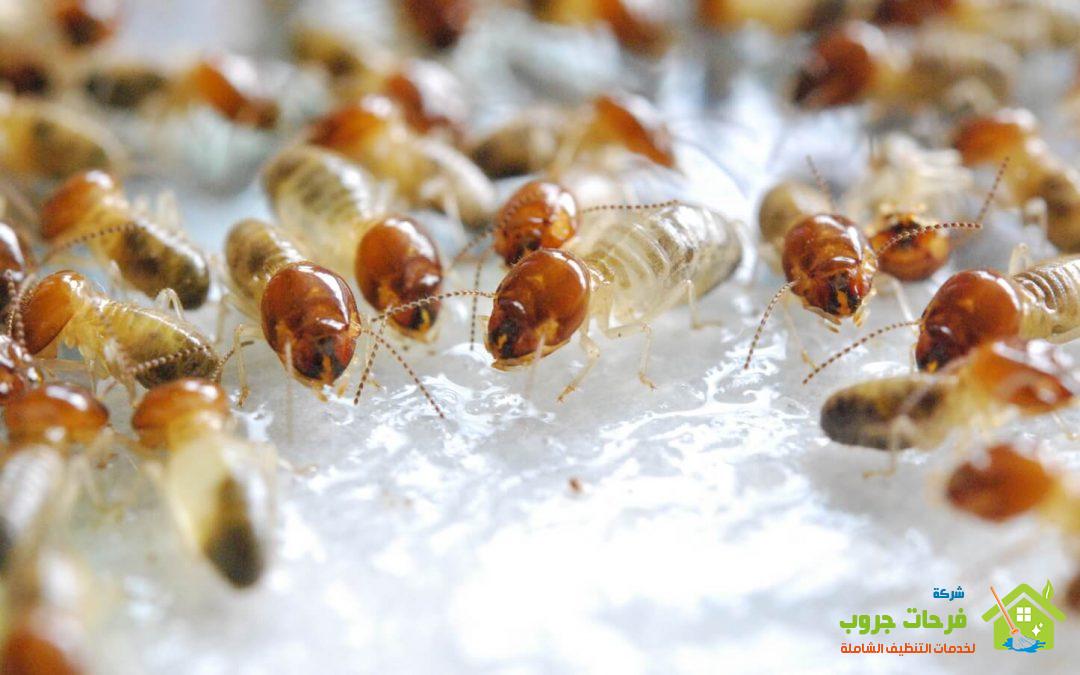 شركة مكافحة النمل الأبيض في عمان الاردن