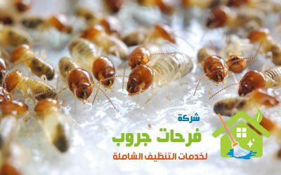 شركة مكافحة النمل الأبيض في عمان الاردن